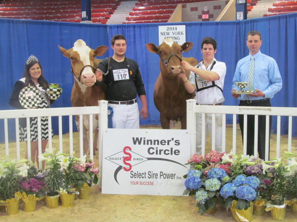Senior & Grand Champion of Junior Show: Reyncrest Real Laredo-Red Exhibited by: Andrew Reynolds Res. Senior & Res. Grand Champion of Junior Show: Ridgedale Runway-Red-ET Exhibited by: Cyrus Conard, NY