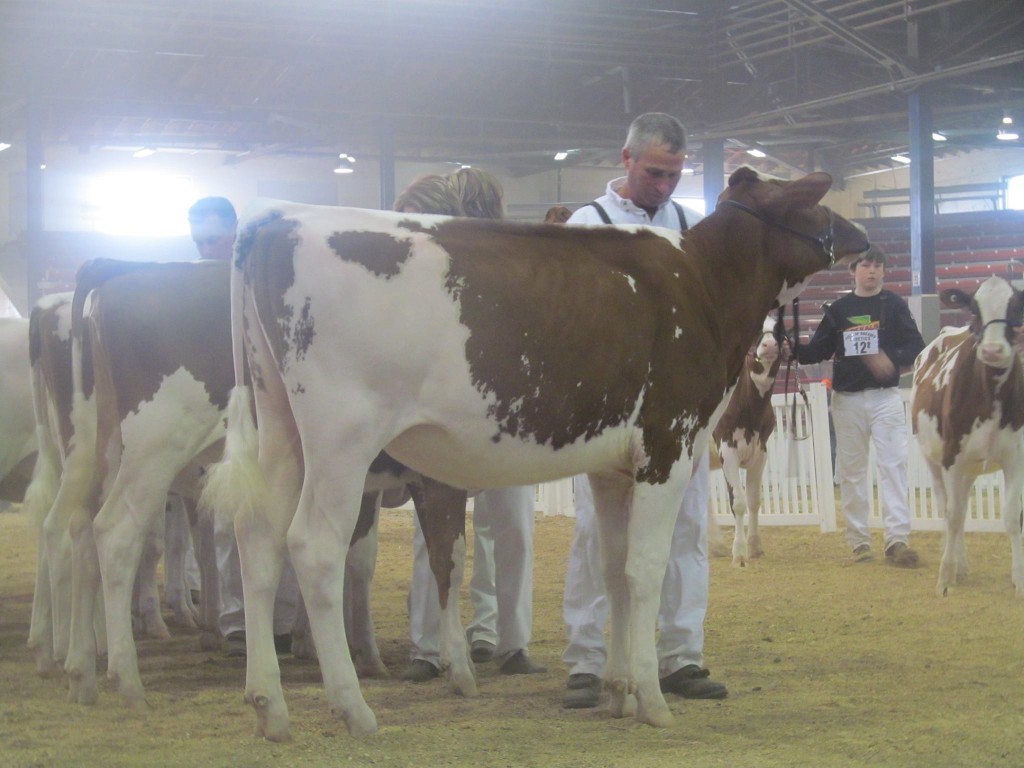1st Fall Calf, 1st B&O: Glad-Ray-K More Love-Red-ET Exhibited by: James & Sharon Keilholtz, Chad & Sandy Umbel, MD