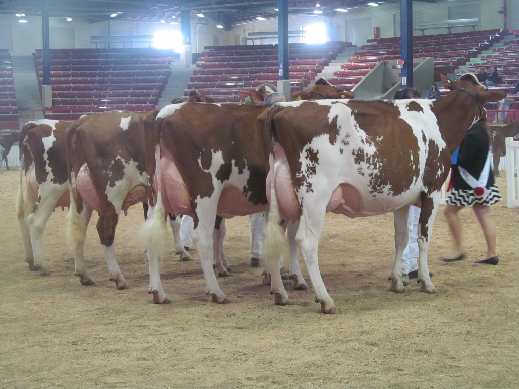 1st Junior-Three-Year-Old, 1st B&O: Spungold-MVU Seabreeze-Red Exhibited by: Dale & Deanna Bendig & Ester Geiron, PA
