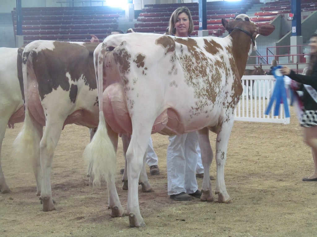 1st Junior Two-Year-Old, 1st B&O: Whittier-Farms Leila-Red-ET Exhibited by: Todd Whittier, MA