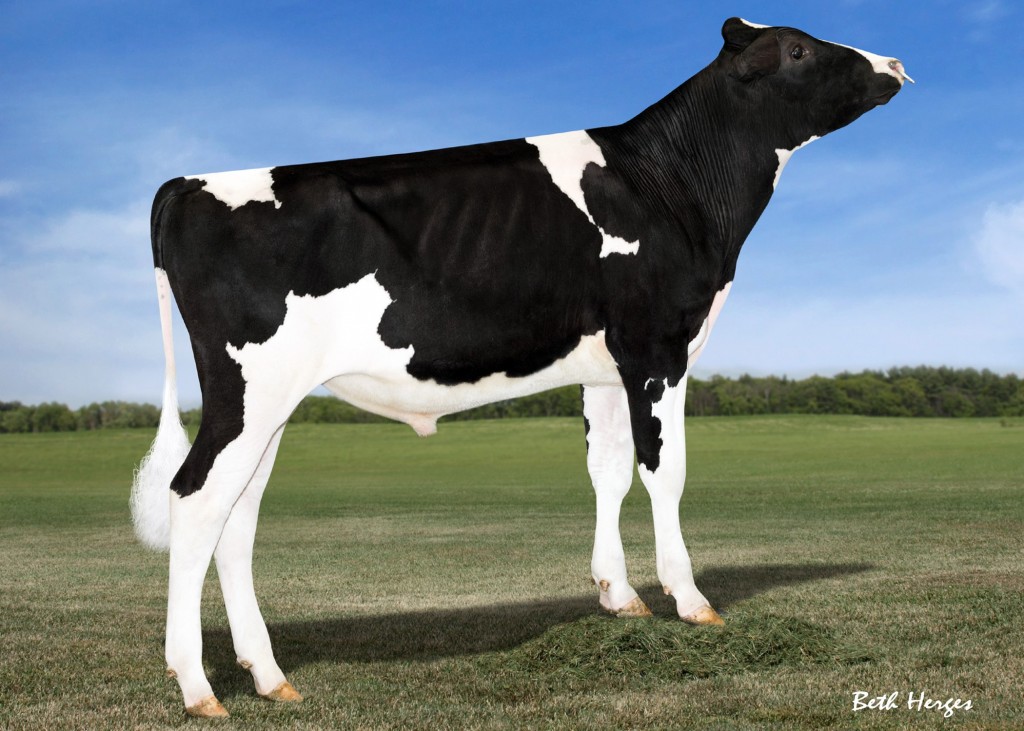 No.1 GTPI Polled Bull View-Home Powerball-P-ET