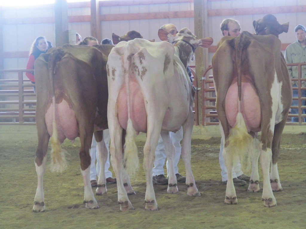 Senior Best Three: Lyons Holsteins, Iowa