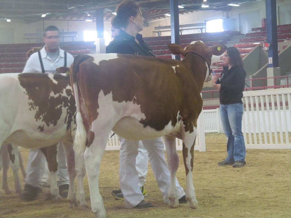 1st Winter Calf: Ms Absolute Sunspot-Red-ET (Absolute) Exhibited by: Chris & Jen Hill, Frank Connelly, Tim Merwarth, and Gerald Coughlin, MD