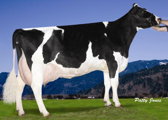 DAVIDSONS RAIDER BRONZE EX-97-9E-CAN