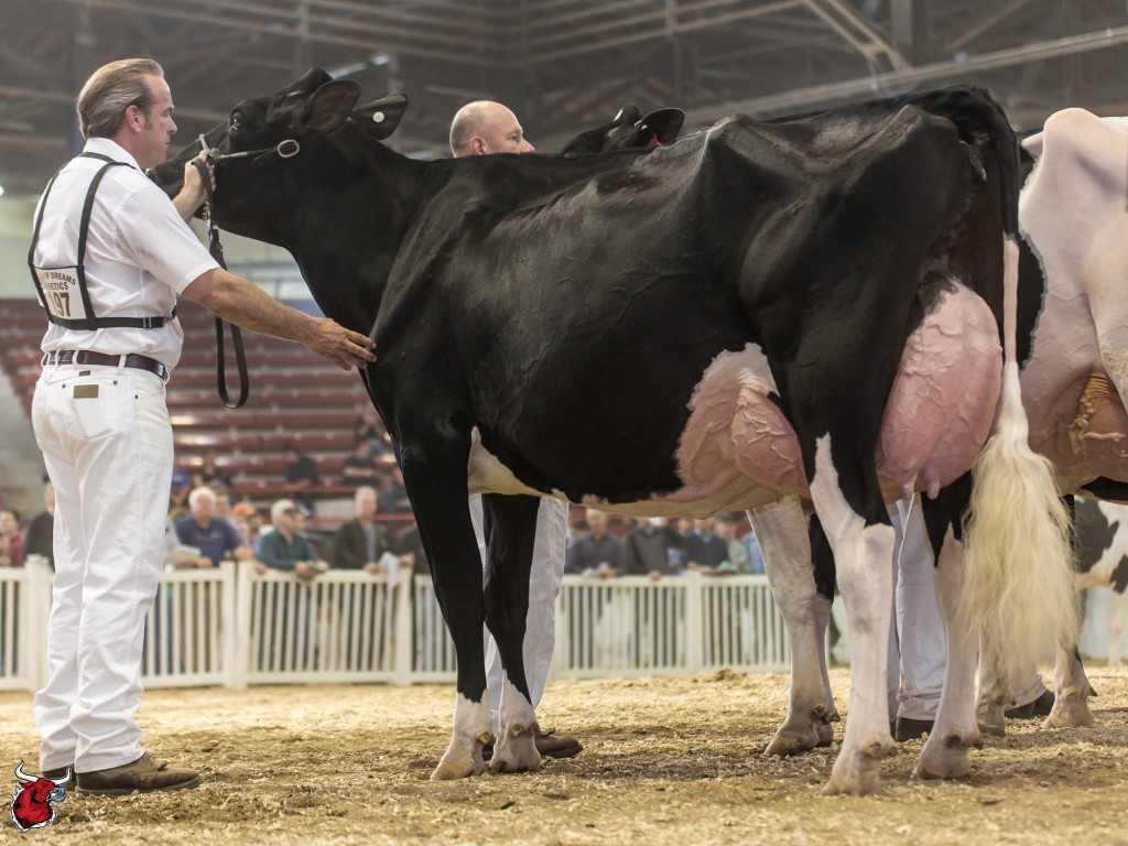 1 Butz-Butler Gold Barbara-ET (Braedale Goldwyn) exhibited by M. Iager DVM, Kueffner, River Valley and St Jacobs, Boonsboro, MD