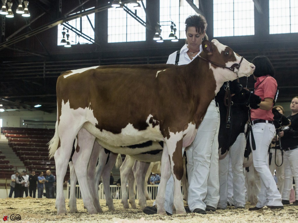 MS Absolute Sunspot-Red-ET 1st place Winter Calf - NY Spring Show