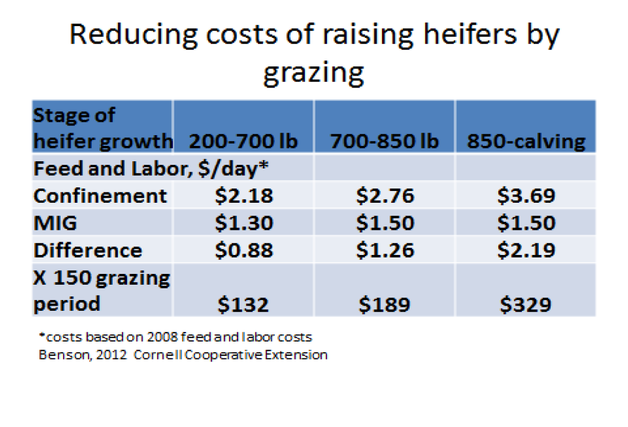 Reducing Costs of Raising Heifers by Grazing