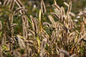 wild-grass-seed-heads[1]