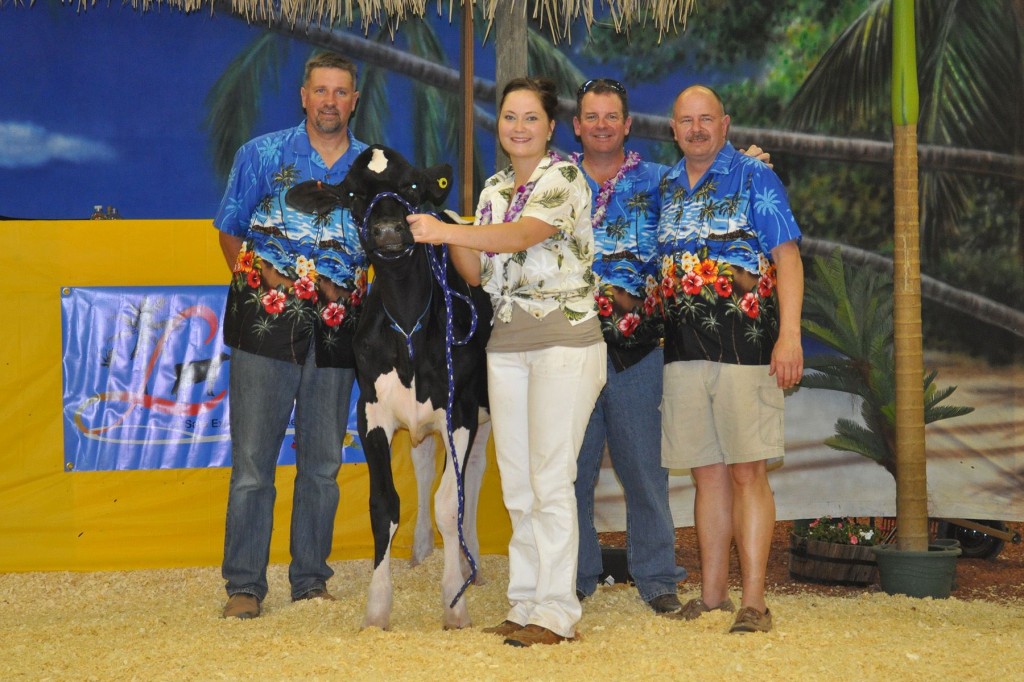 High Seller - $60,000 Lot 74: Stranshome Gold Annice (fall calf)