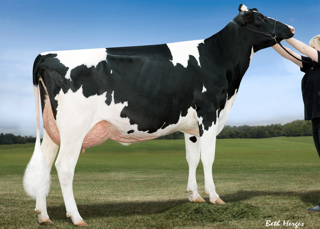 The highest selling lot so far at the 2014 National Holstein Convention Sale is Lot 20, a 1st Choice Female from 10 Kingboy pregnancies due December 10, 2014 at $62,000.  The dam of the choice is Larcrest Cale-ET (VG-89 DOM), an Observer daughter from Larcrest Crimson (EX-92 EEEEE 2E GMD DOM) the embryos have a built in PA of +2476G.