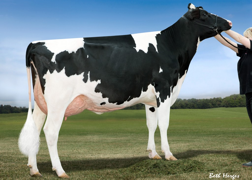 The highest selling lot so far at the 2014 National Holstein Convention Sale is Lot 20, a 1st Choice Female from 10 Kingboy pregnancies due December 10, 2014 at $62,000. The dam of the choice is Larcrest Cale-ET (VG-89 DOM), an Observer daughter from Larcrest Crimson (EX-92 EEEEE 2E GMD DOM) the embryos have a built in PA of +2476G.
