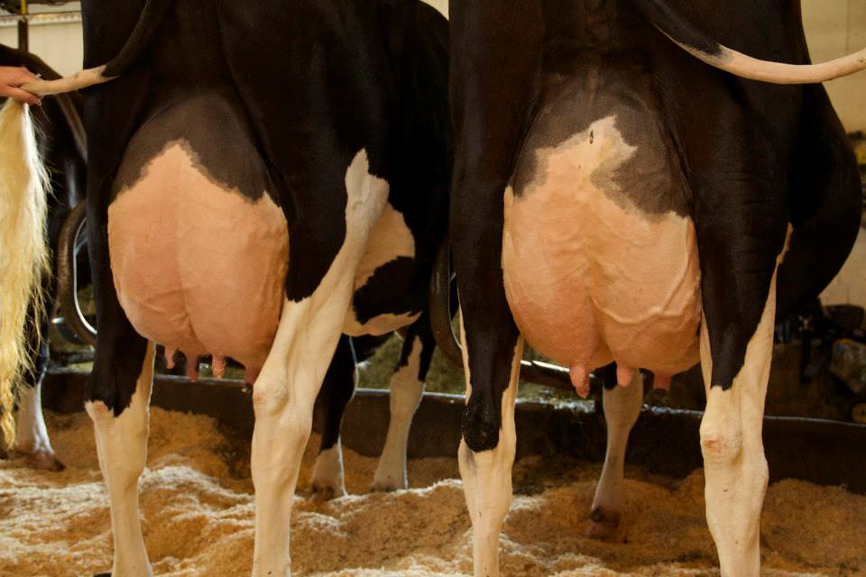 (L-R) Conant Acres Atwd Flair EX-92 & Conant Acres Alex Ada EX-92