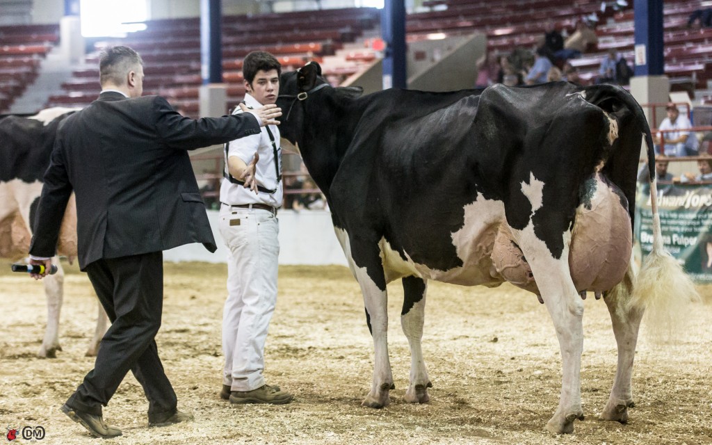 Co-Vale Zenith Darla   Senior Champion and Grand Champion of Junior Show - NY International Spring Show 2014   Exhibited by Andrew Reynolds