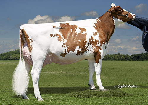 Siemers Destry Joy-Red