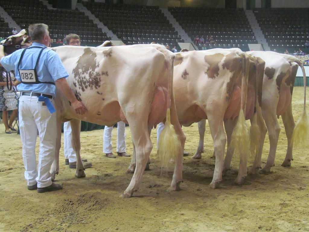 1st Jr-2-Yr-Old, 1st BU: Vons-Zast Duce Diva-Red Exhibited by: Highlife-LP Farms, WI 2nd Jr-2-Yr-Old, 1st Jr: Scha-Way Redlou Firefly-Red Exhibited by: Jacob Schaefer & Quentin Scott, MN