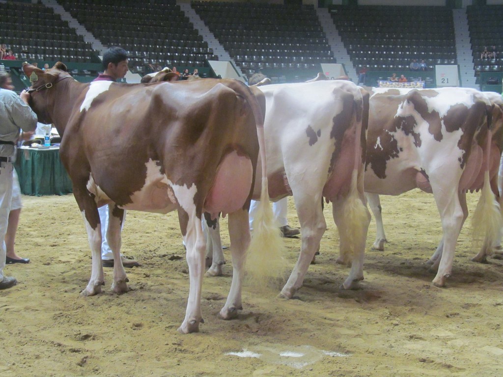 1st Sr-2-Yr-Old, 1st BU: Miss Alabama-Red-ET Exhibited by: Reid Stransky & T& L Cattle Ltd., MN 2nd Sr-2-Yr-Old: Scientific Dusty Ray-Red-ET Exhibited by: Matthew Nunes, WI