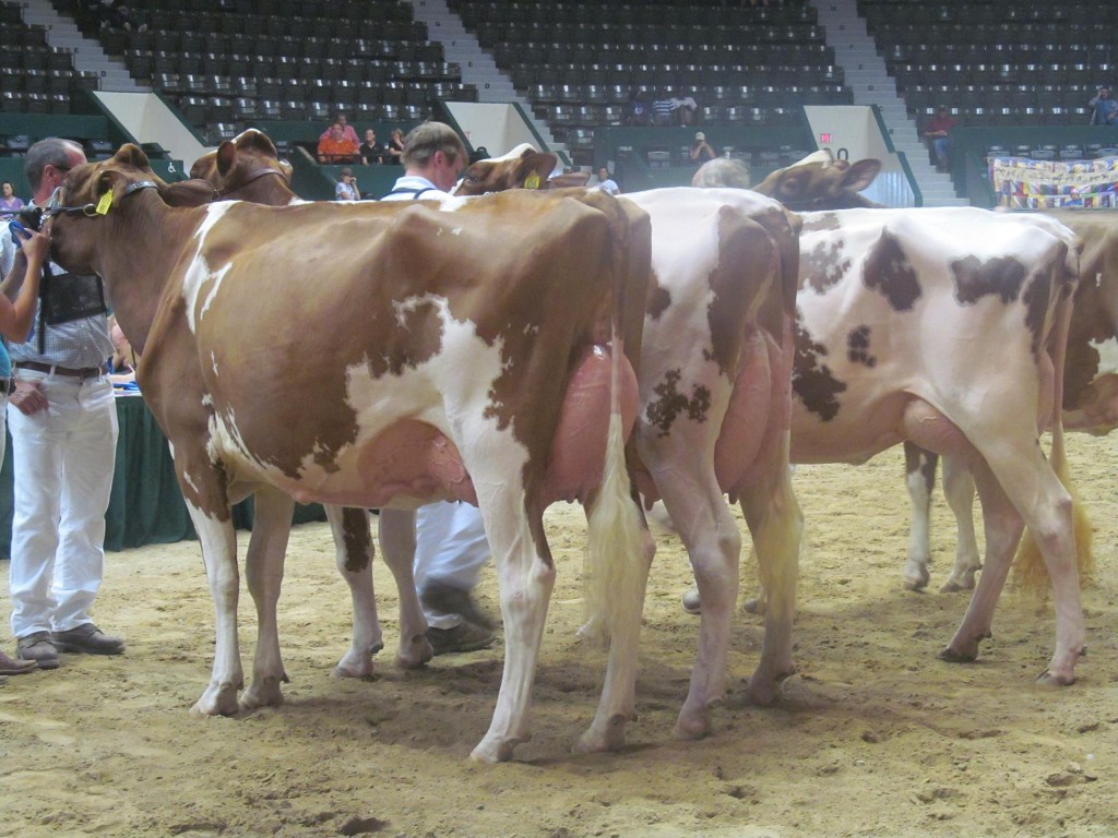 1st Sr-3-Yr-Old, 1st Jr, 1st BU: Fancypants Hopeful Rae-Red Exhibited by: Julia C. Nunes, WI 2nd Sr-3-Yr-Old: Melarry Pitbul Donna-Red-ET Exhibited by: Melarry Farms, MN