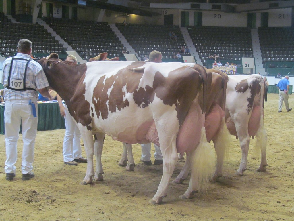 1st Aged Cow, 1st BU: Jen-D-Devil Tiffany-Red Exhibited by: Reid Stransky & Jeni Dingbaum, MN  2nd Aged Cow: Willows-Edge Ad Mimic-Red Exhibited by: Bonnie L. Van Dyk, WI