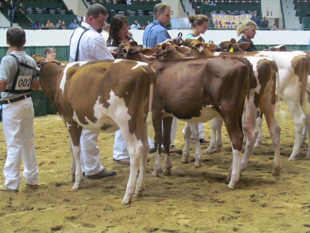 1st Spring Calf, 1st Jr:Summer-Dream AB Love-Red-ET Exhibited by: A,M&N Zimmerman & L &J Harbaugh, WI 2nd Spring Calf: Oak-Ridge-K Top Lady-Red-TW Exhibited by: Jim & Janet Kappers, MN