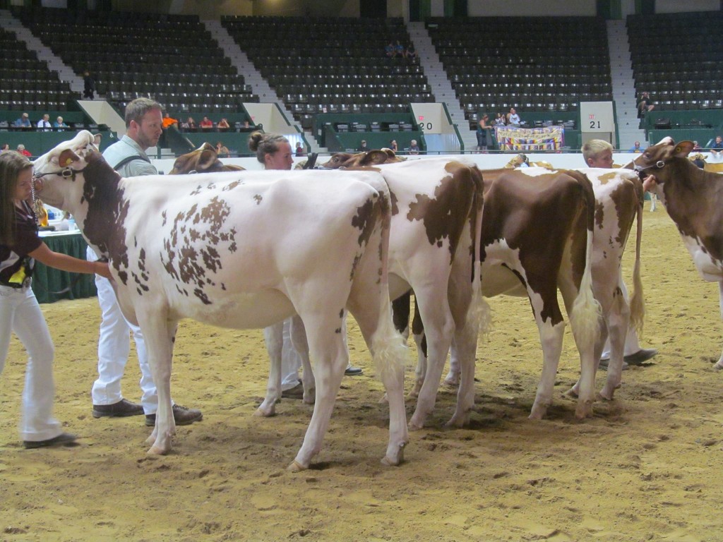 1st Fall Calf, 1st Jr: Jerland SH RB Natane-Red-ET Exhibited by: Nicholas, Katherine, & Clara Thompson, MN 2nd Fall Calf: Vanderham D Sedona-5-Red-ET Exhibited by: Vanderham Dairy, SD
