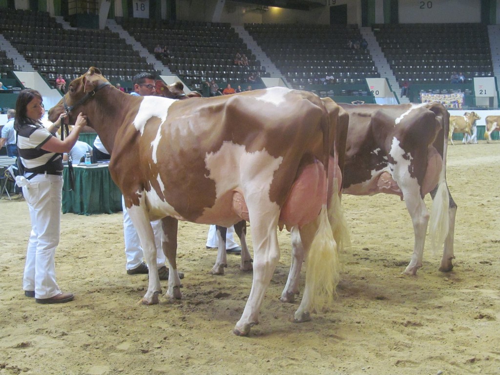 1st Jr-3-Yr-Old, 1st BU: Willows-Edge Moscato-Red Exhibited by: Claire M. Van Dyk, WI 2nd Jr-3-Yr-Old: Jerland SH Gwennyth-Red-ET Exhibited by: Anthony Kohls