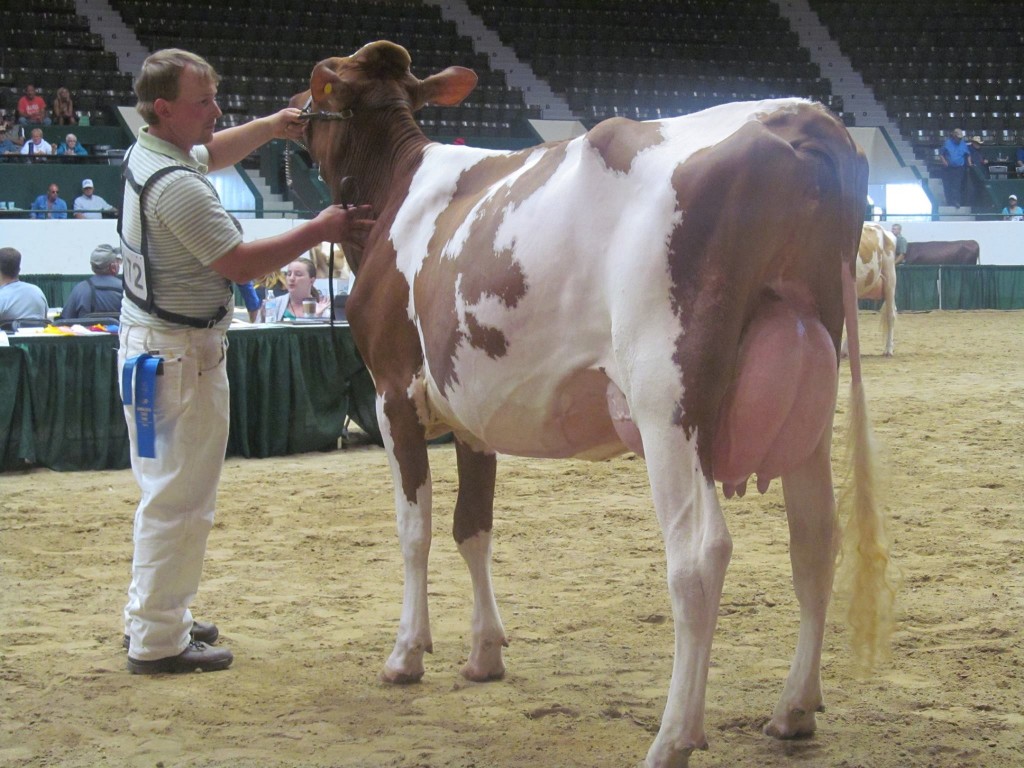 1st Milking Fall Yearling, 1st BU: West-Croix FRL Skye-Red-ET Exhibited by: Christopher Van Dyk, WI