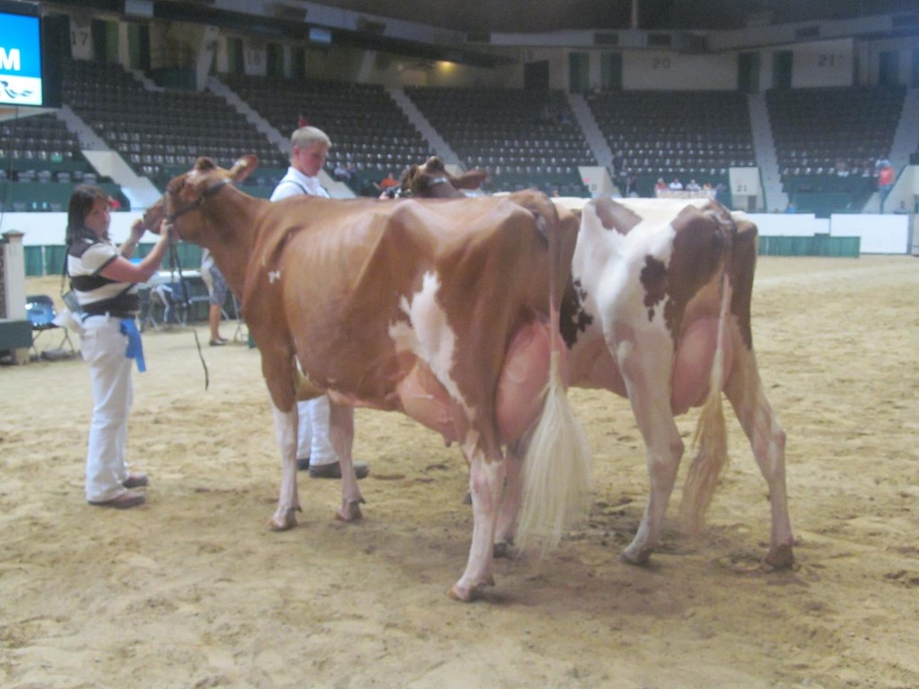 1st 5-Yr-Old, 1st BU: Willows-Edge Ad Melt-Red-ET Exhibited by: Bonnie L. Van Dyk, WI  2nd 5-Yr-Old, 1st Jr: Willolea-CW Adve Sal-Red-ET Exhibited by: Seth Rupprecht, MN 