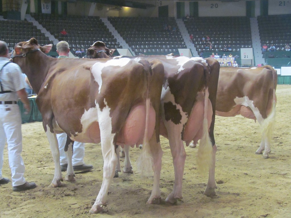 1st 4-Yr-Old, 1st BU: Scha-Kett Dusk Glamor-Red Exhibited by: Lane A. Johnson, MN 2nd 4-Yr-Old: Kara-Kesh-RK Spark-Red-ET Exhibited by: Ryan Griffin, MN
