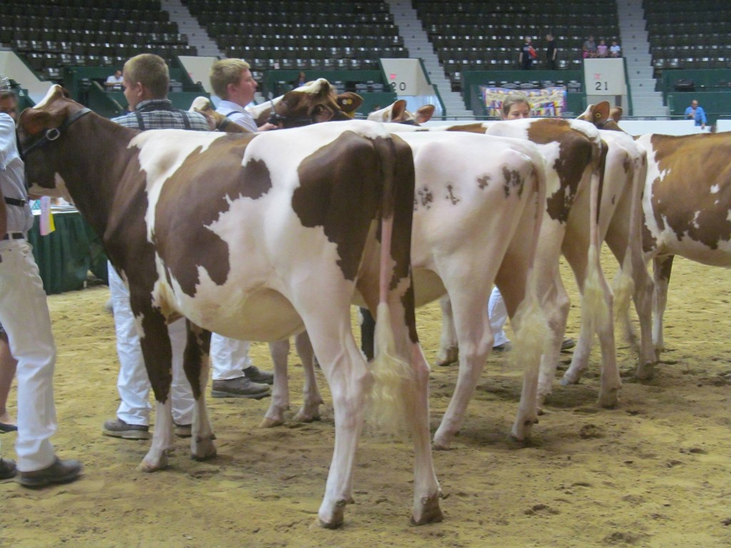 1st Spring Yearling: Miss Colt Passadena-Red Exhibited by: Elginvue Cattle, Will Sampson, and Liz Doornink, MN 2nd Spring Yearling, 1st Jr: Kath-Kove Worthy Contnd-Red Exhibited by: Jocob Hornberg, MN