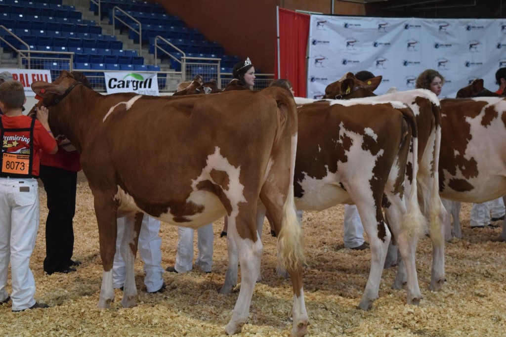 1st Summer Yearling: Windsor-Manor MS Robin-Red (Absolute) Exhibited by: Bryce Zepp, New Windsor, MD 2nd Summer Yearling: Pencroft Redburst Tate-Red (Redburst) Exhibited by: Austin D. Minor, Grove City, PA