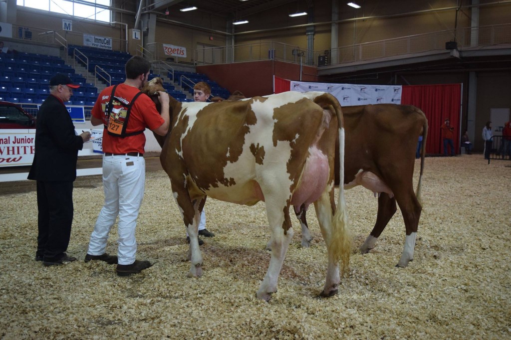 1st Fall Yearling in Milk: Starmark HP Ry Ry-Red (Classic) Exhibited by: Jordan London, Punxsutawney, PA 2nd Fall Yearling in Milk, 1st BO: Aawalnutacre Ceelo-Red (Alando) Exhibited by: Alex Stiles, Blairsille, PA
