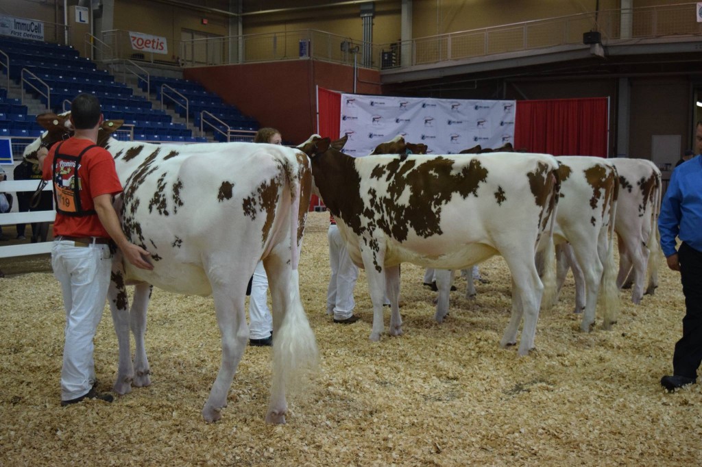 1st Fall Yearling: Maple-Nook Redial-Red (Destry) Exhibited by: Kayla Umbel, Emmitsburg, MD 2nd Fall Yearling, 1st BO: Country-Path Con Hazel-Red (Contender) Exhibited by: Katelyn Nolt, Canton, PA