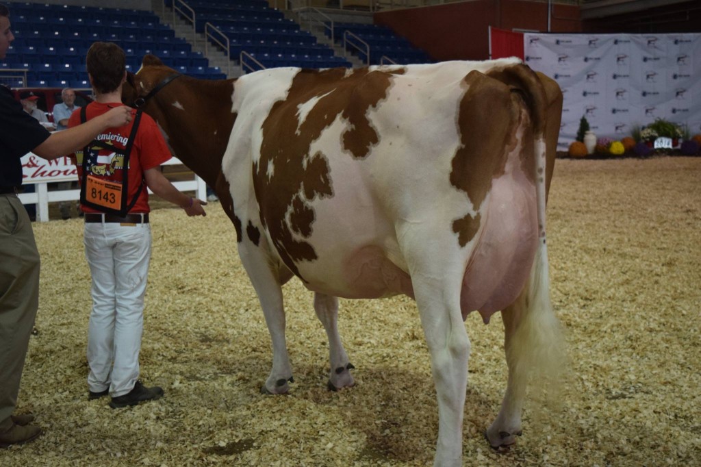 1st Five-Year-Old: St-Yle-Sa Jumpn4Joy-Red-ET (Advent) Exhibited by: C&A Galton & B&M Winnie, Nunda, NY
