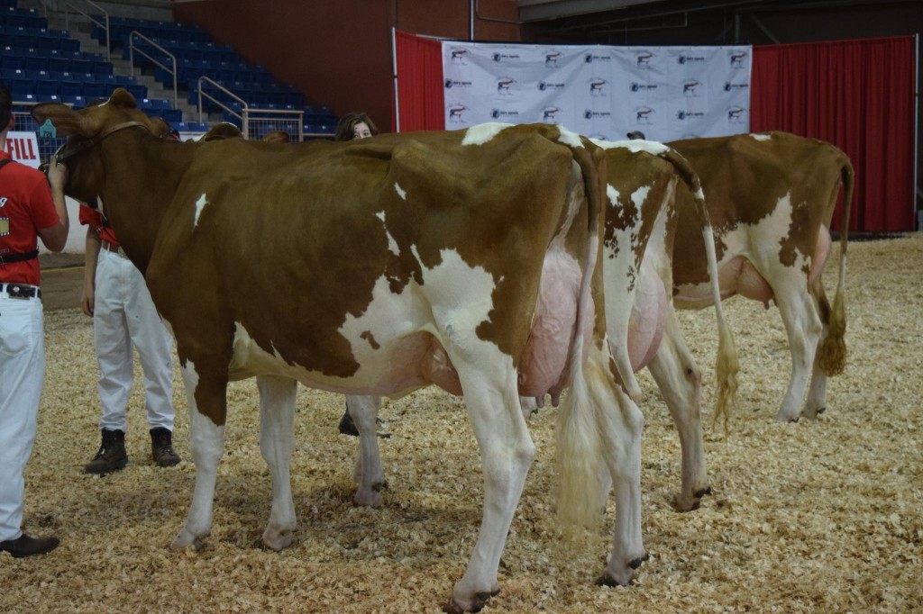 1st Junior-Three-Year-Old: Greenlea Artie Care-Red-ET (Artie) Exhibited by: Aaron B. Auman, Spring Mills, PA 2nd Junior-Three-Year-Old: Long-Brook Sec Daisey-Red-ET (Secure) Exhibited by: Aaron Worthington, Doylestown, PA