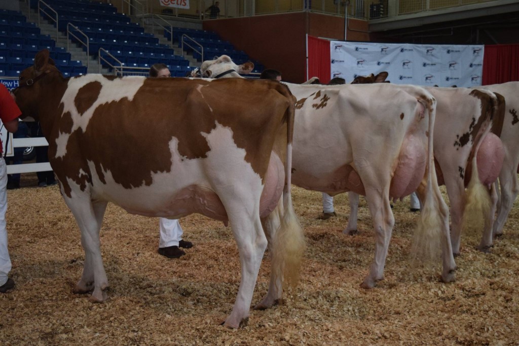1st Senior-Three-Year-Old, 1st BO: Pheasant-Echos Turvey-Red-ET (Advent) Exhibited by: Kenny Stambaugh, Westminster, MD 2nd Senior-Three-Year-Old: Long-Brook Rl Sweety Pi-Red (Redliner) Exhibited by: Carly Sherwood, Meshoppen, PA