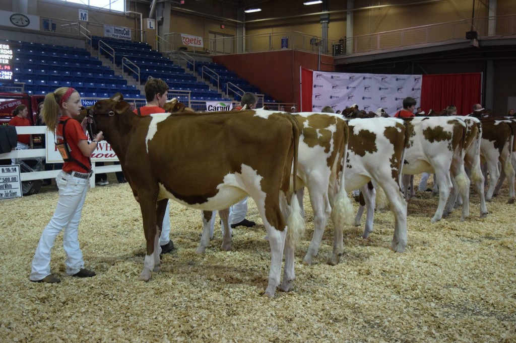 1st Fall Calf, 1st BO: Pheasant-Echos Dieon-Red-ET (Absolute) Exhibited by: Trinity Miller, Westminster, MD 2nd Fall Calf: Roll-N-View At Mindy-Red (Attitude) Exhibited by: Cooper Galton, Nunda, NY