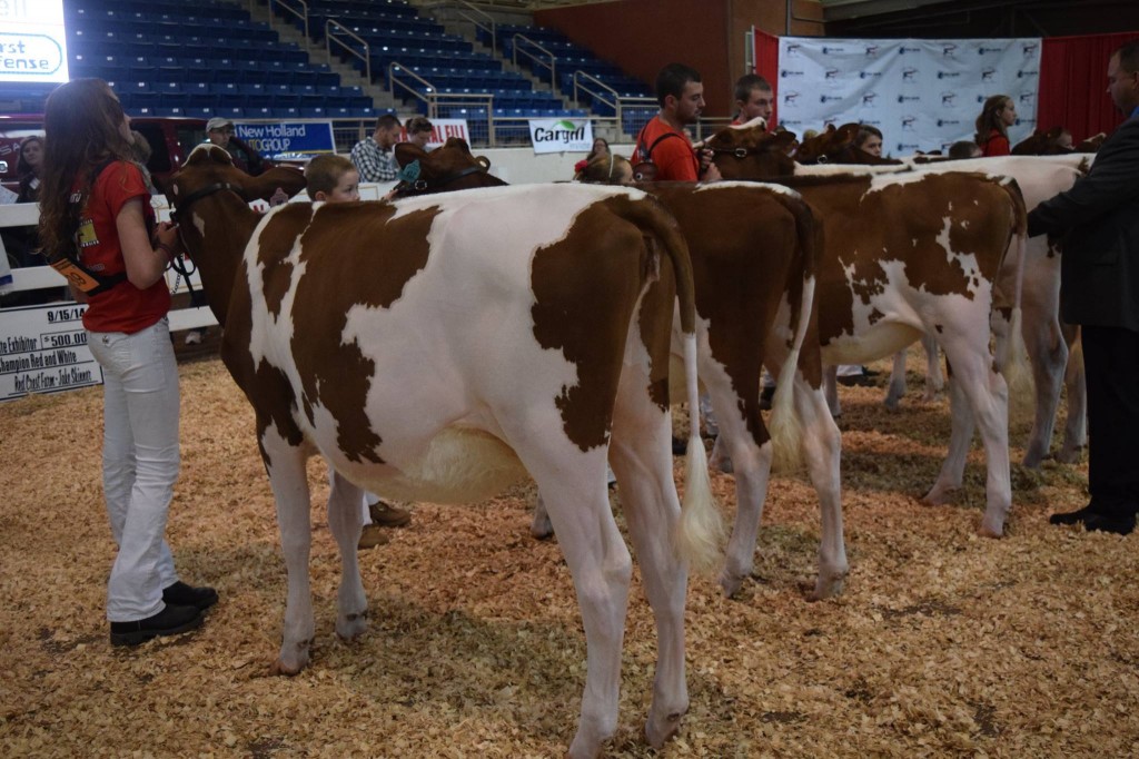 1st Winter Calf, 1st BO: Country-Path AB Hunter-Red (Absolute) Exhibited by: Katelyn Nolt, Canton, PA 2nd Winter Calf: Milksource Ablt Kate-Red (Absolute) Exhibited by: Gavin Bewley, Susquehanna, PA
