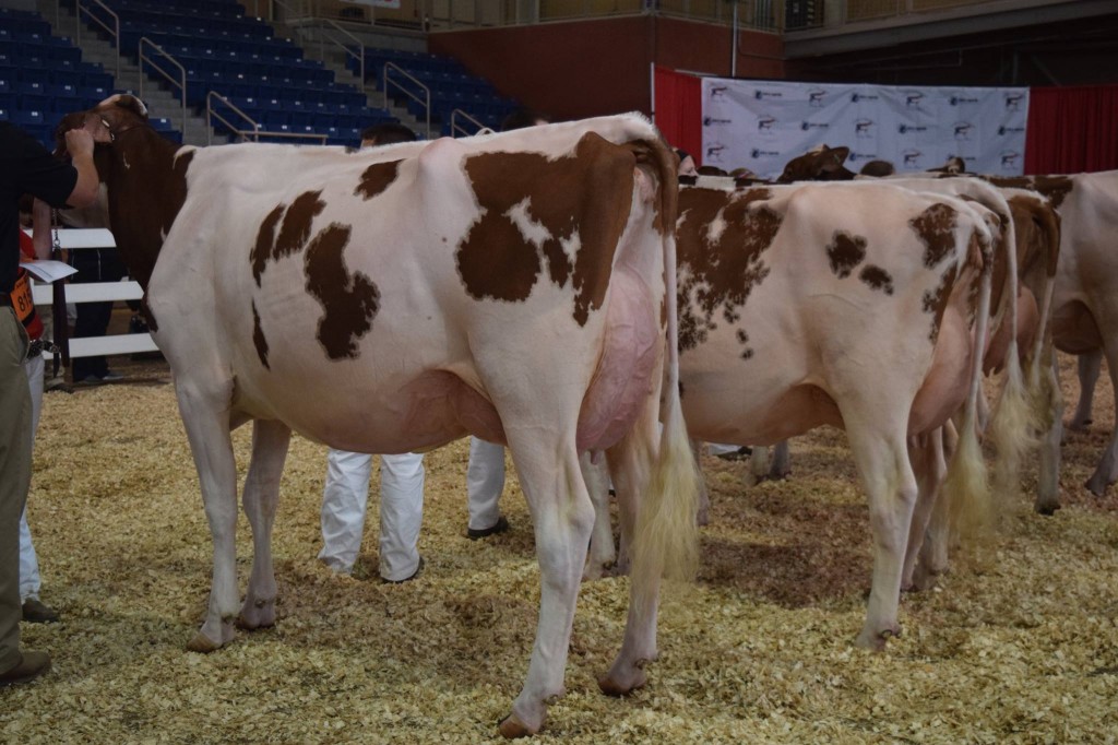 1st Senior-Two-Year-Old, 1st BO: Pheasant-Echos Re Diego-Red (Reality) Exhibited by: Trinity Miller, Westminster, MD 2nd Senior-Two-Year-Old: Saybrook-MRK C Carma-Red-ET (Contender) Exhibited by: Patrick Youse, Ridgely, MD