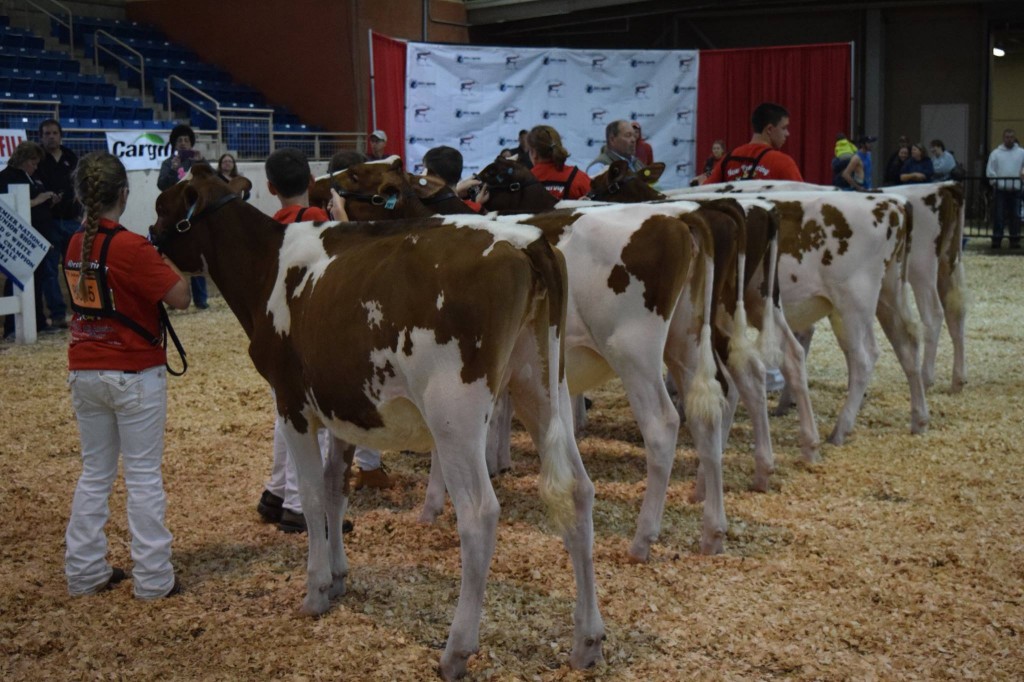 1st Spring Calf: Pa-Lyn-Leigh S D Lover-Red Exhibited by: Kaleigh & Colton Hartman, St. Thomas, PA 2nd Spring Calf: Savage-Leigh Molissa-Red (Aladdin) Exhibited by: Kendall Welsh, Knoxille, MD