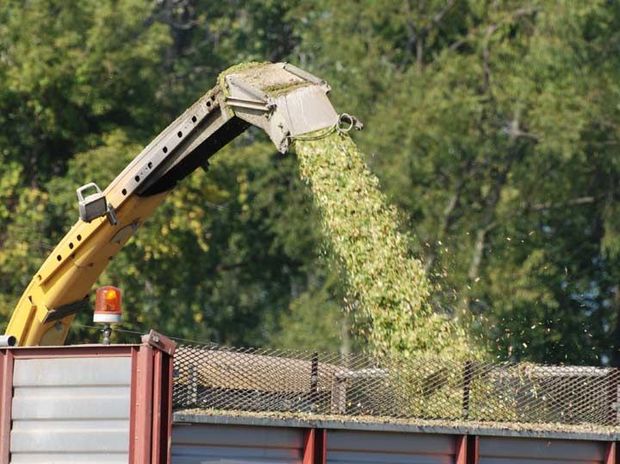 Finding the right balance between Sorghum silage and corn silage may provide economic advantages.