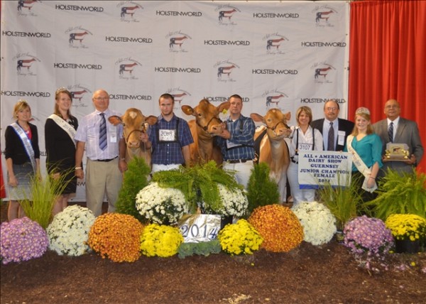 Millborne Hillpoints Fiesta, a 3 Year Old owned by P. Morey Miller of Granby, Conn. earned the Intermediate Champion title at the 2014 All-American Dairy Show on Wednesday, Sept. 17 at the PA Farm Show Complex and Expo Center in Harrisburg. Sniders Rebel Audessy, owned by Berneta Gable of New Enterprise, Bedford Co. took home the Reserve Intermediate Champion title. Pictured here from left to right: Cassie Musser, Pa. Guernsey Queen, Laura Jensen, National Guernsey Princess, associate judge Ted S. Renner, judge Bill Watchel, Cara Trotter, Rachel Nance, P. Morey Miller, and National Guernsey Queen Robin Kime