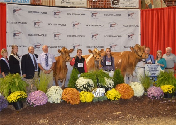 Millborne Hillpoints Fiesta, owned by P Morey Miller of Granby, Conn. took home the Grand Champion title of the 2014 All-American National Guernsey Show on Wednesday, Sept. 17 at the PA Farm Show Complex and Expo Center in Harrisburg. Reserve Grand Champion was awarded to Sniders Jester Bobrees, owned by Aaron Gable of New Enterprise, Bedford Co. Pictured here from left to right: National Guernsey Princess Laura Jensen, PA Guernsey Queen Cassie Musser, judge Bill Watchel, associate judge Ted S. Renner, Kendy Stolzfus, National Guernsey Queen Robin Kime, Tim Coon, Peter Vail, P. Morey Miller, Executive Secretary of the National Guernsey Association Louis Jones, and Hoober Feeds representative Dustin Horning.