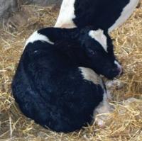 calf-newborn-250[1]