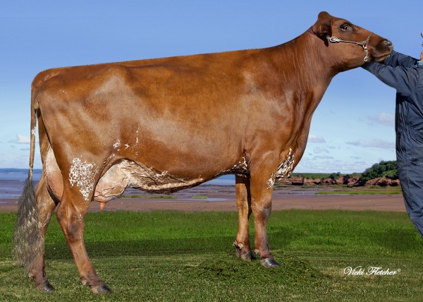 Oceanbrae Fawn's Accent-P