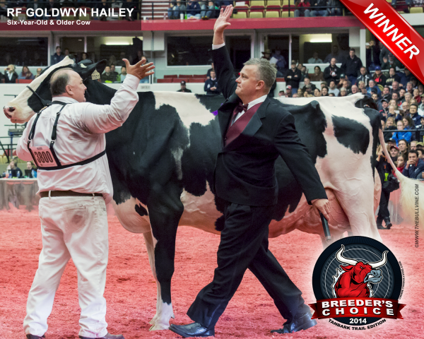 Breeders Choice 2014 - Six-Year-Old & Older Cow