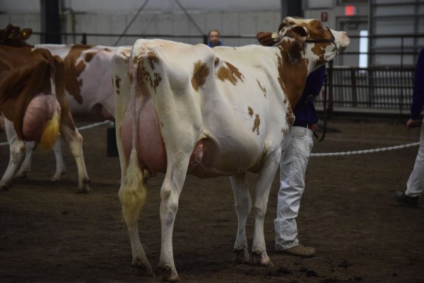 Best Bred and Owned of the Junior Show
