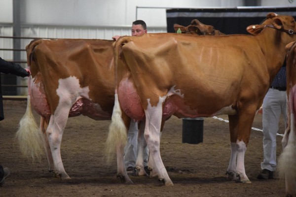 Intermediate Champion