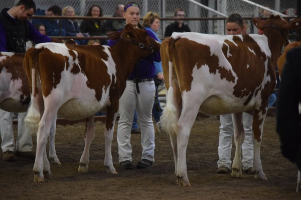 Junior Champion of the Junior Show