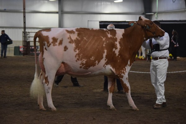 Junior Three Year Old