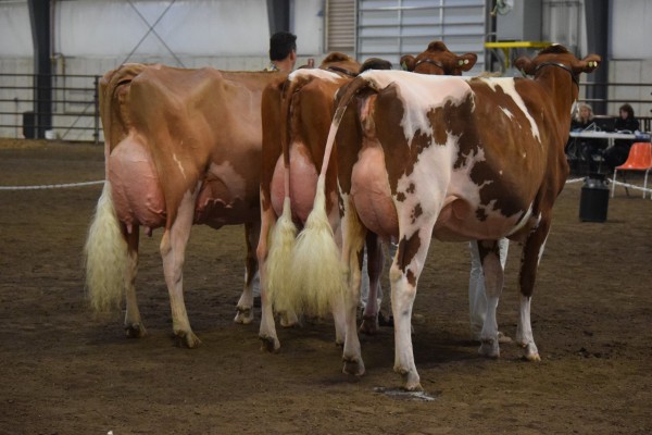 Senior Best Three Females